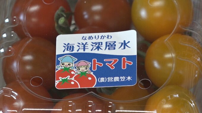 海の恵みたっぷり！園児が “深層水トマト” 摘み取り　フルーツのような味に深いコク|TBS NEWS DIG