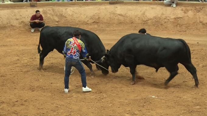 暑さを避けて「ナイター大闘牛大会」|TBS NEWS DIG