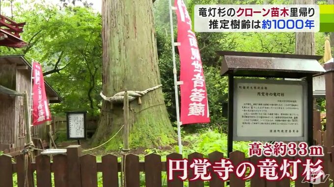 樹齢推定約1000年の天然記念物「円覚寺の竜灯杉」の『クローン苗木』3本が里帰り　「大切に育てていきたい」　|　青森のニュース│ATV NEWS│青森テレビ