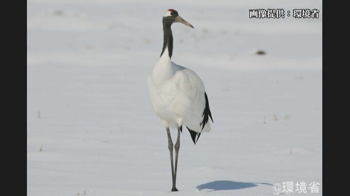 タンチョウを絶滅危惧種から除外　ニホンイシガメが新たに絶滅危惧種に　「レッドリスト」を公表　環境省|TBS NEWS DIG