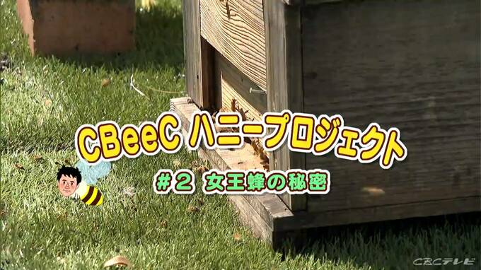 名古屋のど真ん中にミツバチ2万匹？ 気象予報士が挑む「都市養蜂」 甘いハチミツを採るコツは『CBeeCハニープロジェクト』|TBS NEWS DIG