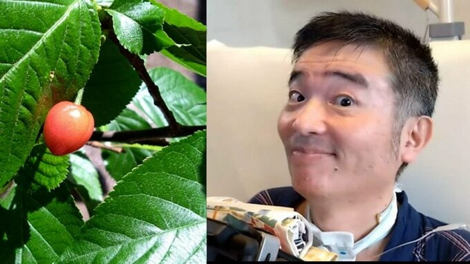 【 ニャンちゅう 】 声優・津久井教生さん　ベランダの鉢植えに実ったサクランボ　「ここ数年のサクランボ争奪戦は鳥たちの圧勝になっています…」　鳥たちの訪れを報告　【ＡＬＳ闘病】|TBS NEWS DIG