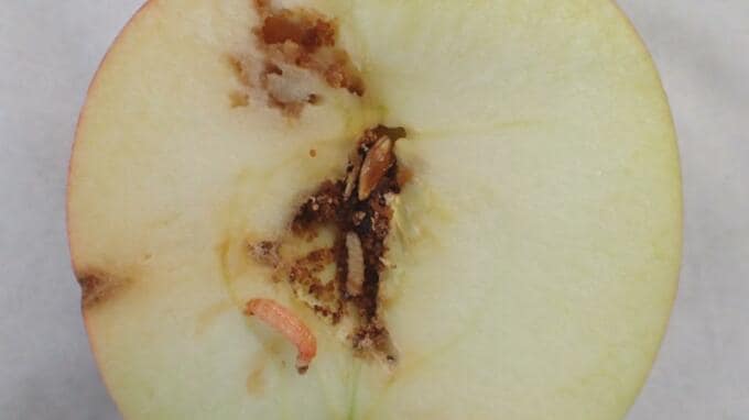 「できることは今のうちに…」リンゴの病害虫「モモシンクイガ」の被害防止に効果が期待される『交信撹乱剤』　実演会で生産者などが設置方法学ぶ　|　青森のニュース│ATV NEWS│青森テレビ