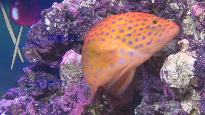 「ユカタハタ」と「ゾウリエビ」を展示の夏祭り水槽　しまね海洋館アクアス|TBS NEWS DIG