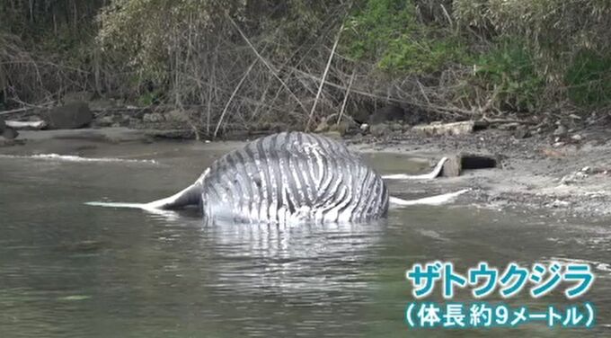 「破裂の可能性も」巨大“ザトウクジラ”の死骸漂着 漁師・水族館も驚愕 「安易に近づかないで」 石川・穴水町　|　石川県のニュース｜MRO北陸放送