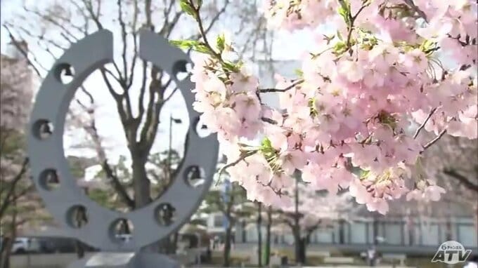 日本の道百選にも選ばれているサクラの名所「十和田市の官庁街通り」春うららか　　　サクラの「ピンク」と松の木の「緑」のコントラスト「一気に咲いた」青森県十和田市|TBS NEWS DIG