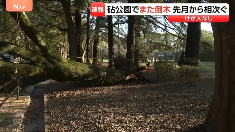 東京・世田谷区の砧公園でまた倒木 けが人なし 先月も高さ10m以上の