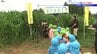 トウモロコシ畑を活用した巨大迷路がこの夏も完成！早速園児たちが挑戦！　岩手・岩手町　|　IBC NEWS | IBC岩手放送