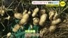 記録的猛暑でもおいしい　秘密は土の中にあった　ピーナツ収穫祭　広島　|　RCC NEWS | 広島ニュース | RCC中国放送