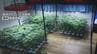大麻を栽培する住宅契約など手助け 大麻栽培ほう助の疑いで会社員の男(37)を逮捕　|　愛媛のニュース - Nスタえひめ｜あいテレビは6チャンネル
