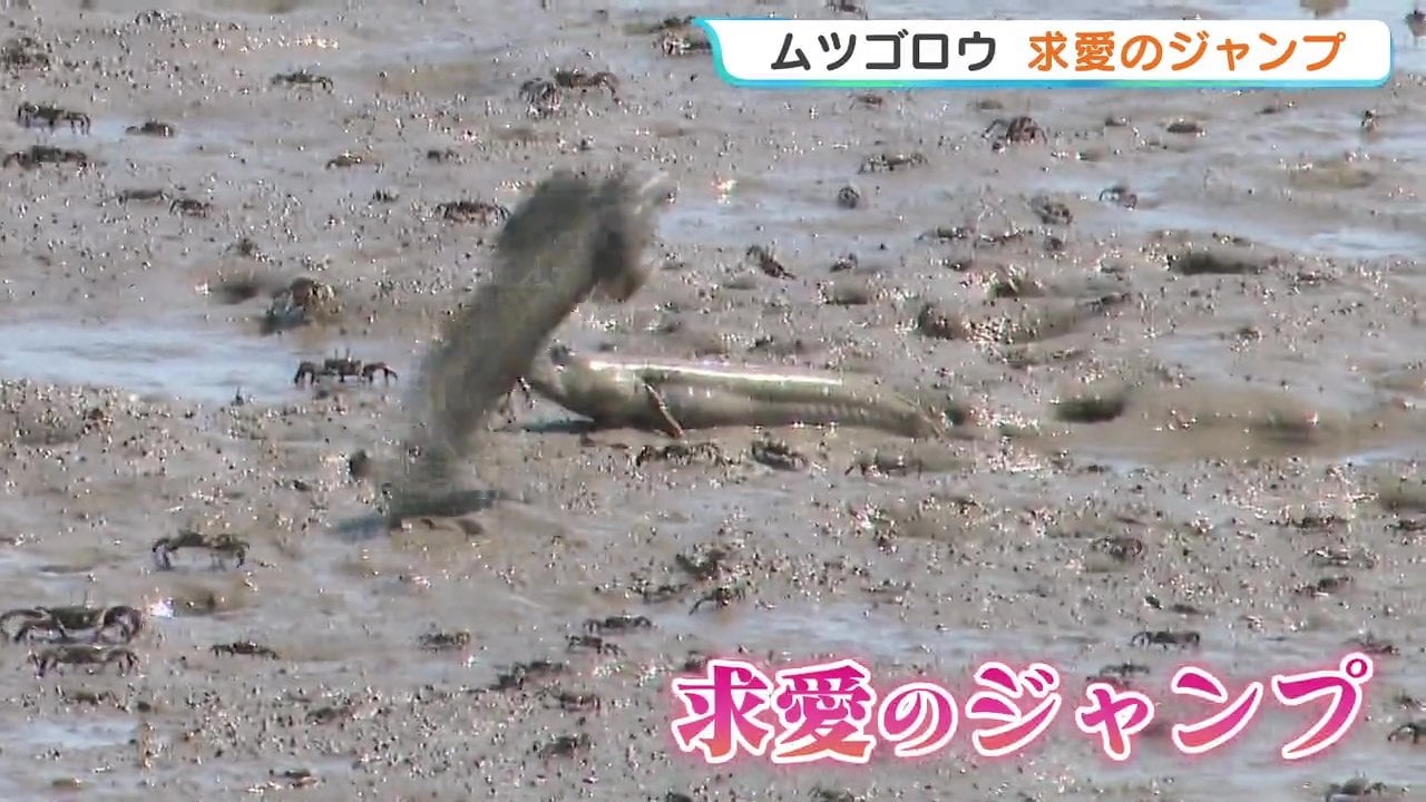 ムツゴロウが求愛のジャンプ！ 干潟に棲む絶滅危惧種の希少な魚 熊本