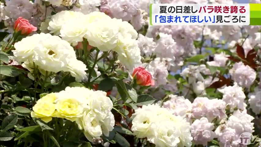 ここに布団敷いて寝たい」まるでテーマパーク！羽白ローズガーデンで約