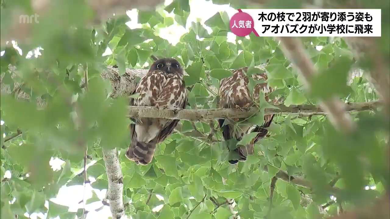 木の上にフクロウ２羽 二羽フクロウ木彫り (北海道産イチイ材) | woodplaza's STORE