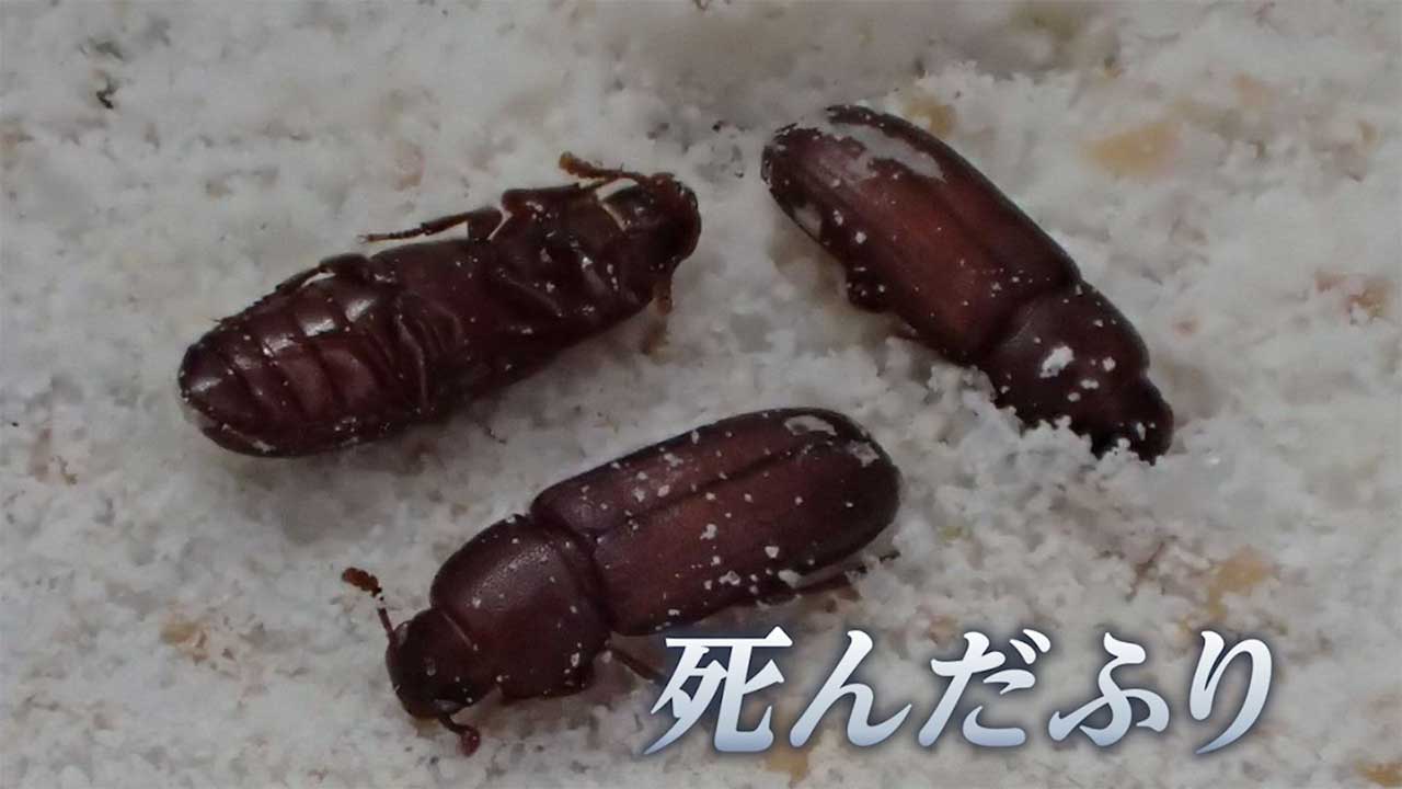 北の虫ほどよく死んだふりをする」大学が研究成果を発表 全国38カ所の