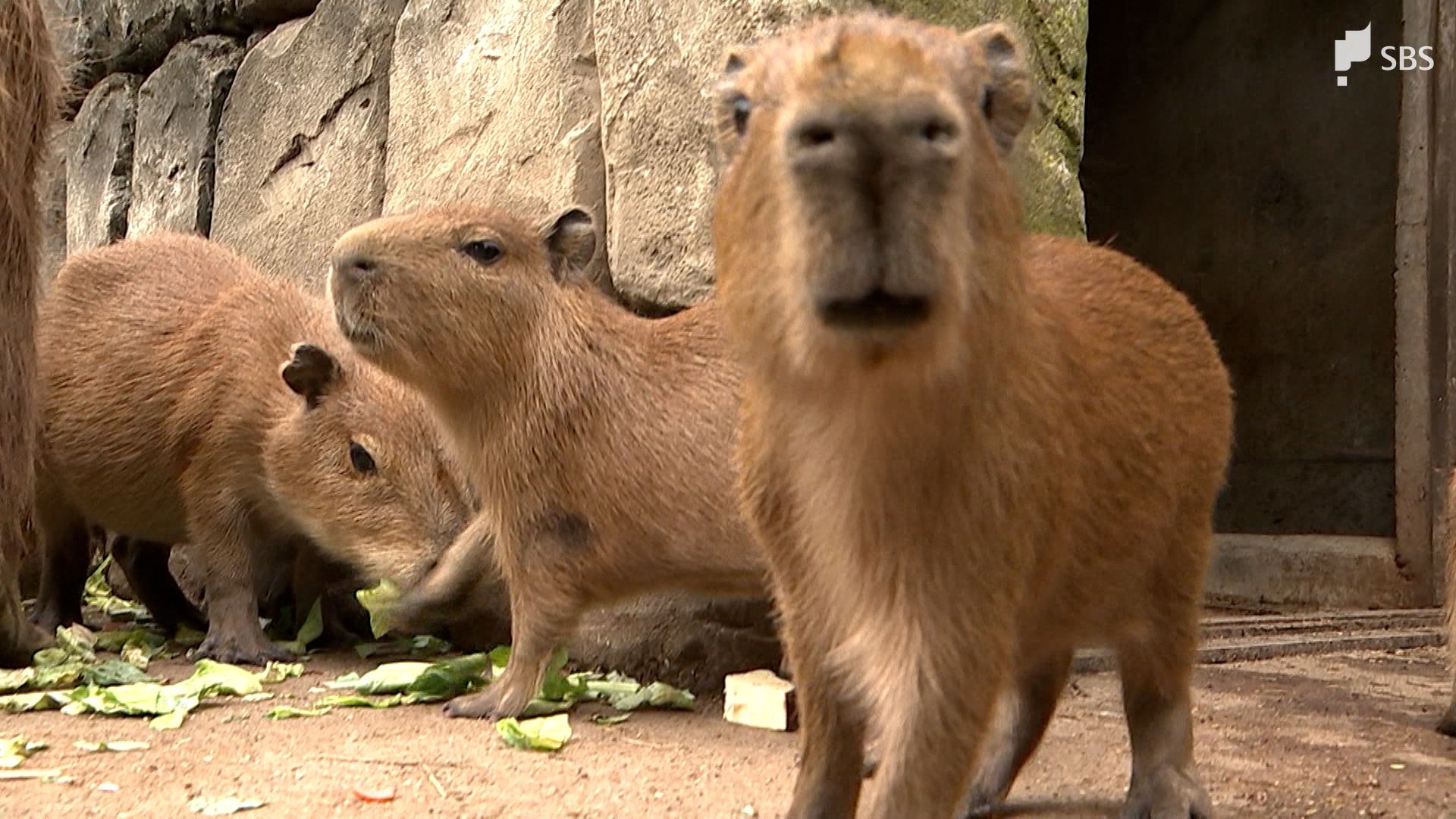 いた！」赤ちゃん続々誕生 カピバラ、ベネットワラビー、リスザル