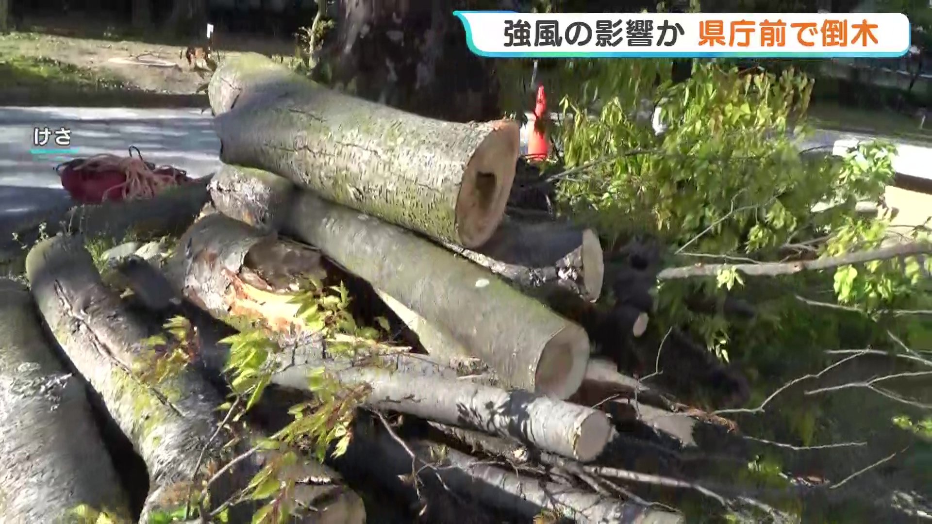 広島県庁前「県庁の森」でケヤキが倒木 2月の点検は異常なしも強風で