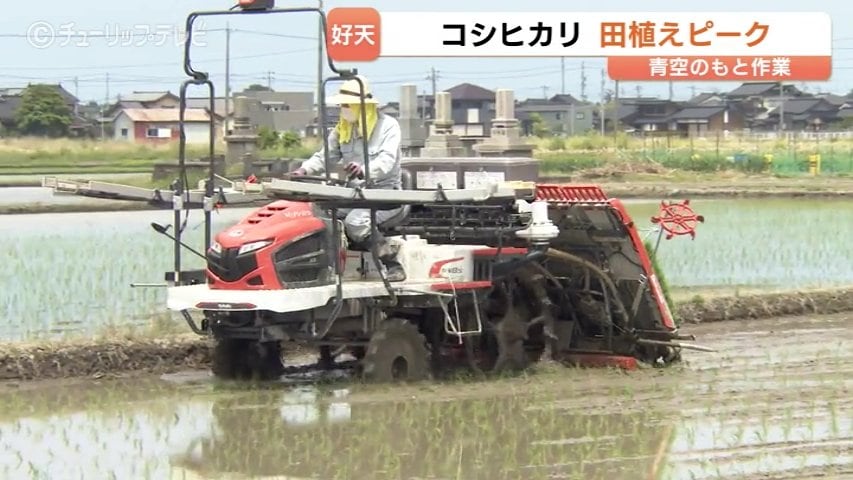 コシヒカリ苗 田植えの最盛期到来！青空の下で進む「コシヒカリ」苗植え 猛暑対策で
