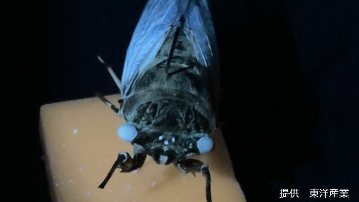 サイバーセミ」って知ってる？ブラックライトを当てると青く輝く昆虫