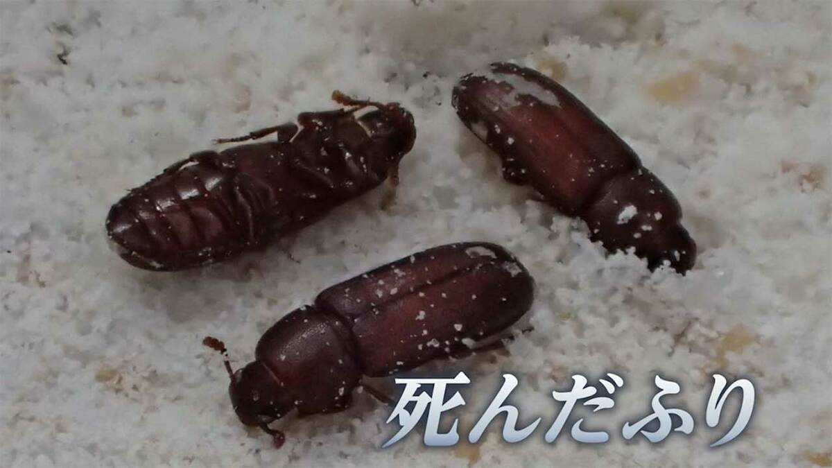 北の虫ほどよく死んだふりをする」大学が研究成果を発表 全国38カ所のコイン精米機で害虫を採集し調査 | TBS NEWS DIG