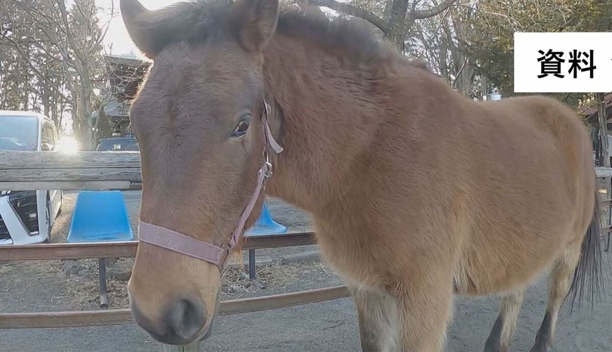盗まれた馬 押し潰す力はかなりある」4歳の女の子が馬に指を嚙み切られる 獣医師