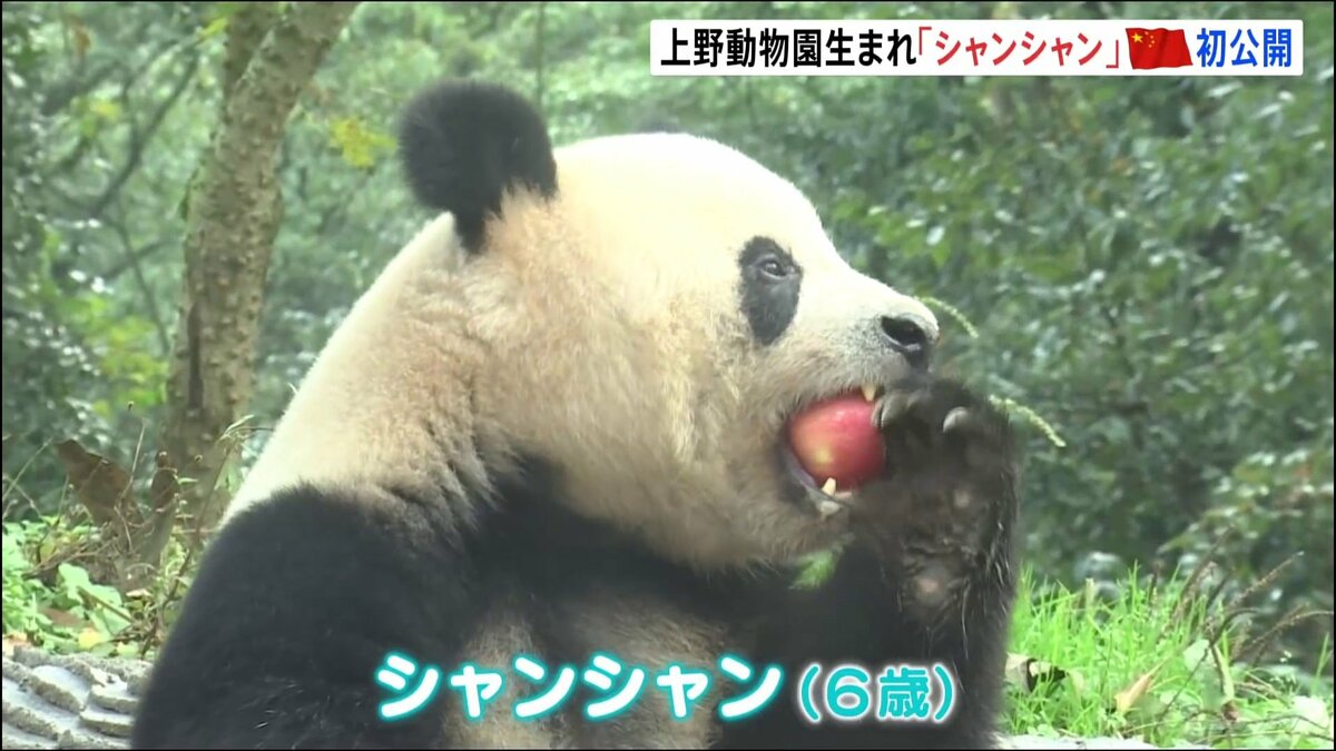 中国で“もぐもぐ”元気な姿 上野生まれシャンシャン、日本メディアに初