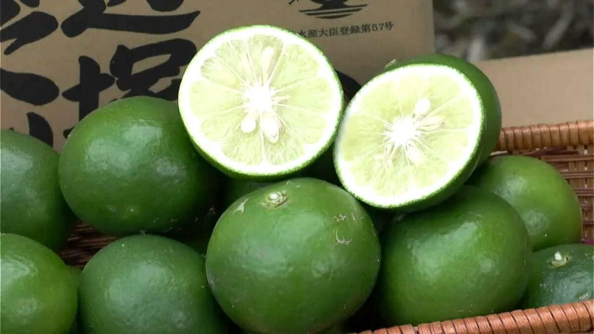 果汁と香り楽しめる「辺塚だいだい」　はさみ入れ式　鹿児島