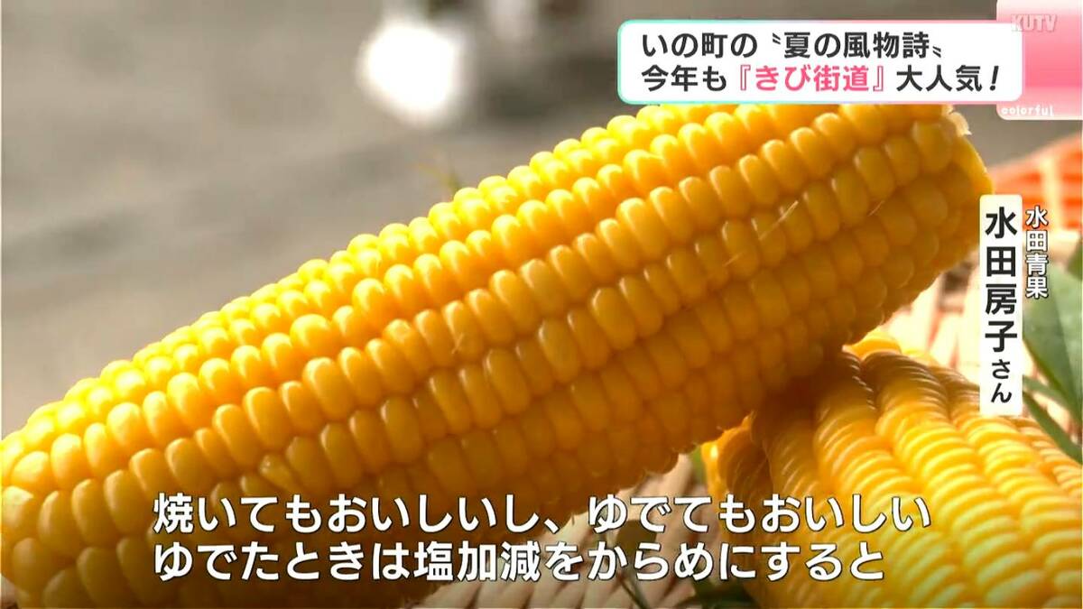 風物詩きび街道の新鮮トウモロコシ、農家おすすめは「塩加減を辛めに茹でると一層おいしい」　遠方から「近所・親戚におすそ分け」で訪れた人も【高知・いの町】