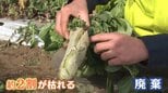 東京は乾燥でカラカラ 1か月まとまった雨が降らず 野菜に異変!大根ひび割れ&カブは小ぶりに「価格への影響も心配…」 加湿器の出荷は1.5倍に|TBS NEWS DIG