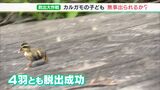 「最後の一匹が奥に…」桝に落ちたカルガモの子供たちを救い出せ 市の職員が救出大作戦=静岡市清水区|TBS NEWS DIG