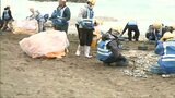“漂着イワシ”は全部で約24万8,500キロ!埋め立て処分は17日に完了 新潟県糸魚川市|TBS NEWS DIG