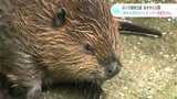 「めちゃかわいい…」アメリカビーバーの赤ちゃん　２２日から一般公開　のいち動物公園|TBS NEWS DIG