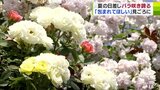 「ここに布団敷いて寝たい」まるでテーマパーク！羽白ローズガーデンで約100種類・110株のバラが咲き誇る「バラの圧に包まれて…」　|　青森のニュース│ATV NEWS│青森テレビ