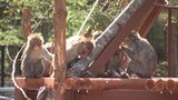 ニホンザルものびのび 「共生」テーマにリニューアル 盛岡市動物公園ZOOMOがオープン|TBS NEWS DIG