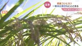 富山県産コシヒカリ 一等米比率わずか8%|TBS NEWS DIG