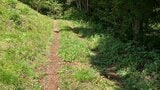 【速報】朝日町でクマの人的被害　山菜採りに山に入り、クマに襲われる　警察が注意を呼びかけ（山形）|TBS NEWS DIG