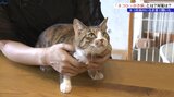 人がネコに引っかかれたりかまれたりすることで感染する病気「ネコひっかき病」とは?その対策を専門家に聞く|TBS NEWS DIG