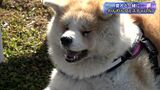 飼い主が愛犬連れて交流　わんわんフェスティバル＝静岡・沼津市|TBS NEWS DIG