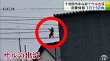 「サル」出没 1日で12件の目撃情報が… 約70~80cmの2頭は一緒に移動か 国道102号沿いを西→東に 青森県十和田市 | 青森のニュース│ATV NEWS│青森テレビ
