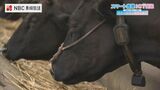 AIで栽培相談 ICTで牛の繁殖タイミングや病気を把握 ハウスの二酸化炭素量を管理… 『スマート農業 最先端』 普及のカギは? | 長崎のニュース | 天気 | NBC長崎放送