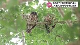 宮崎市の小学校にフクロウの仲間「アオバズク」が飛来 2羽が寄り添う姿も 学校の人気者に | MRTニュース | MRT宮崎放送