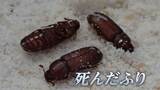 「北の虫ほどよく死んだふりをする」大学が研究成果を発表 全国38カ所のコイン精米機で害虫を採集し調査|TBS NEWS DIG
