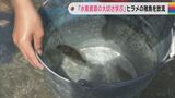 ヒラメの稚魚放流 小学生が体験学習 1500匹海へ 三重・尾鷲市 | 名古屋・愛知・岐阜・三重のニュース【CBC news】 | CBC web