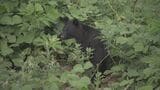 【クマ出没情報】自宅の庭にクマ1頭(約1.5メートル)目撃 福島市荒井 | 福島のニュース│TUF