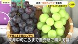 「糖度の高い甘いブドウができている」「毎年楽しみ」　呉市の農園でブドウの収穫・販売が始まる　広島|TBS NEWS DIG