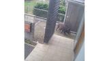 住民を襲ったイノシシが防犯カメラ映像に 2歳児含む4人が救急搬送【長崎】 | 長崎のニュース | 天気 | NBC長崎放送