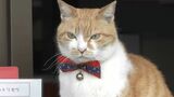 由加山蓮台寺の厄除け猫「ふーちゃん」ふらりと現れ野良猫から猫住職に「参拝者並びに職員の心の安らぎに」【岡山】|TBS NEWS DIG