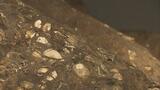 貝や縄文土器、動物の骨…5000年前の『貝塚』7月22日から一般公開 福島・南相馬市 | 福島のニュース│TUF