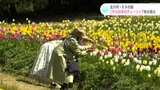 「『春、来た!』って感じ」2万5000本のチューリップ咲き誇るモネの庭 高知・北川村 | 高知のニュース・天気|KUTV NEWS | KUTVテレビ高知