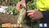 東京は乾燥でカラカラ 1か月まとまった雨が降らず 野菜に異変!大根ひび割れ&カブは小ぶりに「価格への影響も心配…」 加湿器の出荷は1.5倍に|TBS NEWS DIG