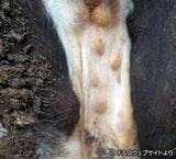 「ランピースキン病」九州で感染拡大懸念 どんな病気?人への影響は? | 長崎のニュース | 天気 | NBC長崎放送